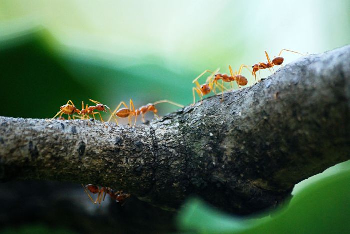 Comme de nombreux autres animaux, les fourmis développent des systèmes profondément collaboratifs. 